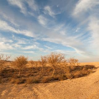 תרומת עיר הבה''דים להתפתחות הנדל''ן בדרום